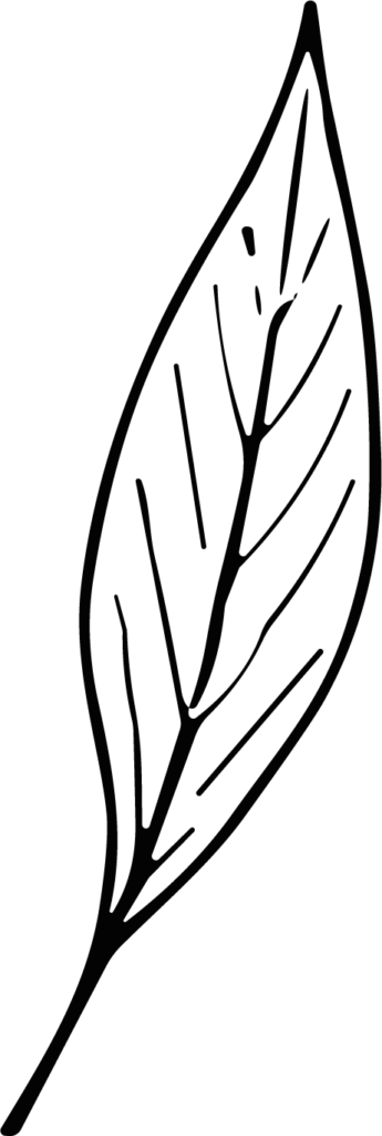Single Leaf SVG Delicate Sketch Vector