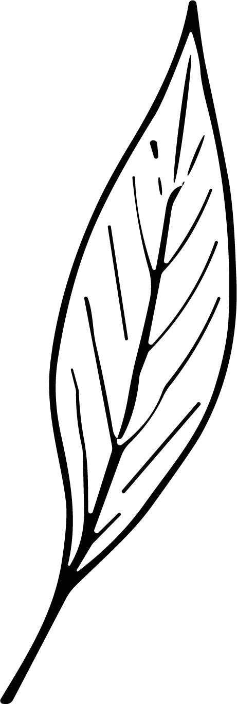 Single Leaf SVG Delicate Sketch Vector - Image 1