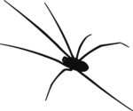 Spider Silhouette SVG Long-Legged Creepy Vector