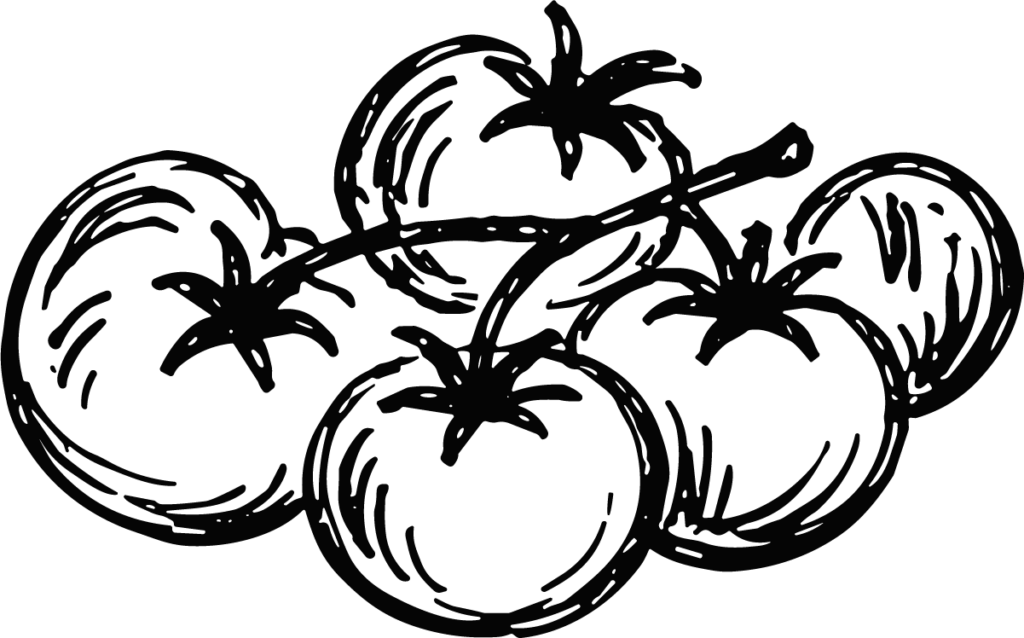 Tomatoes On Vine SVG Bold Sketch Vector