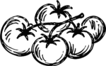Tomatoes On Vine SVG Bold Sketch Vector