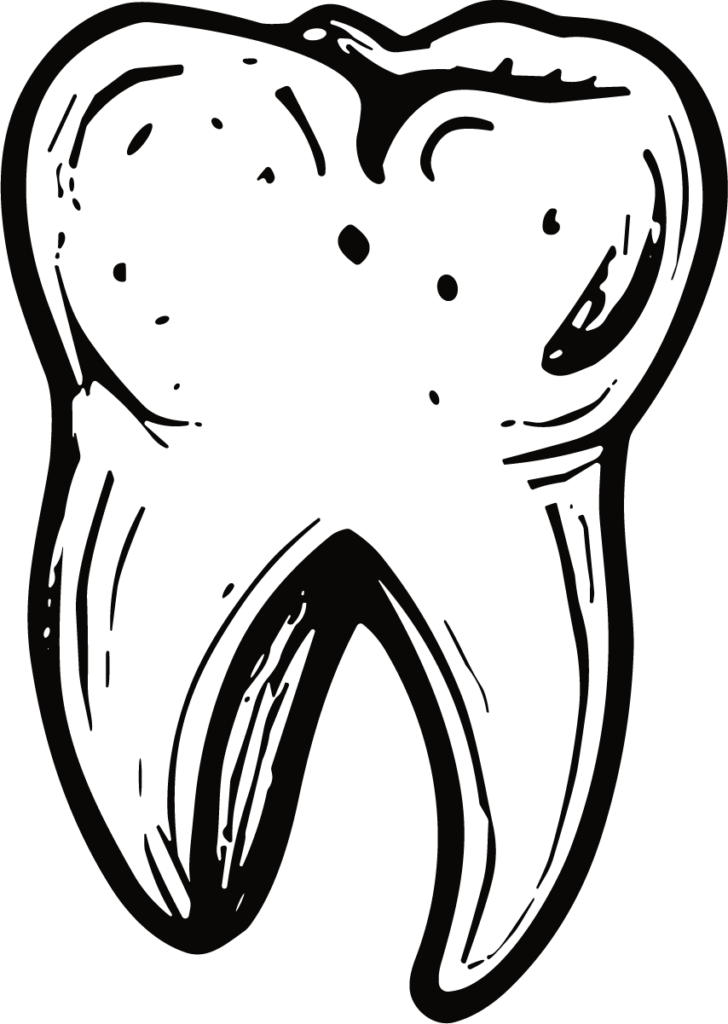Tooth Anatomy SVG Bold Ink Vector