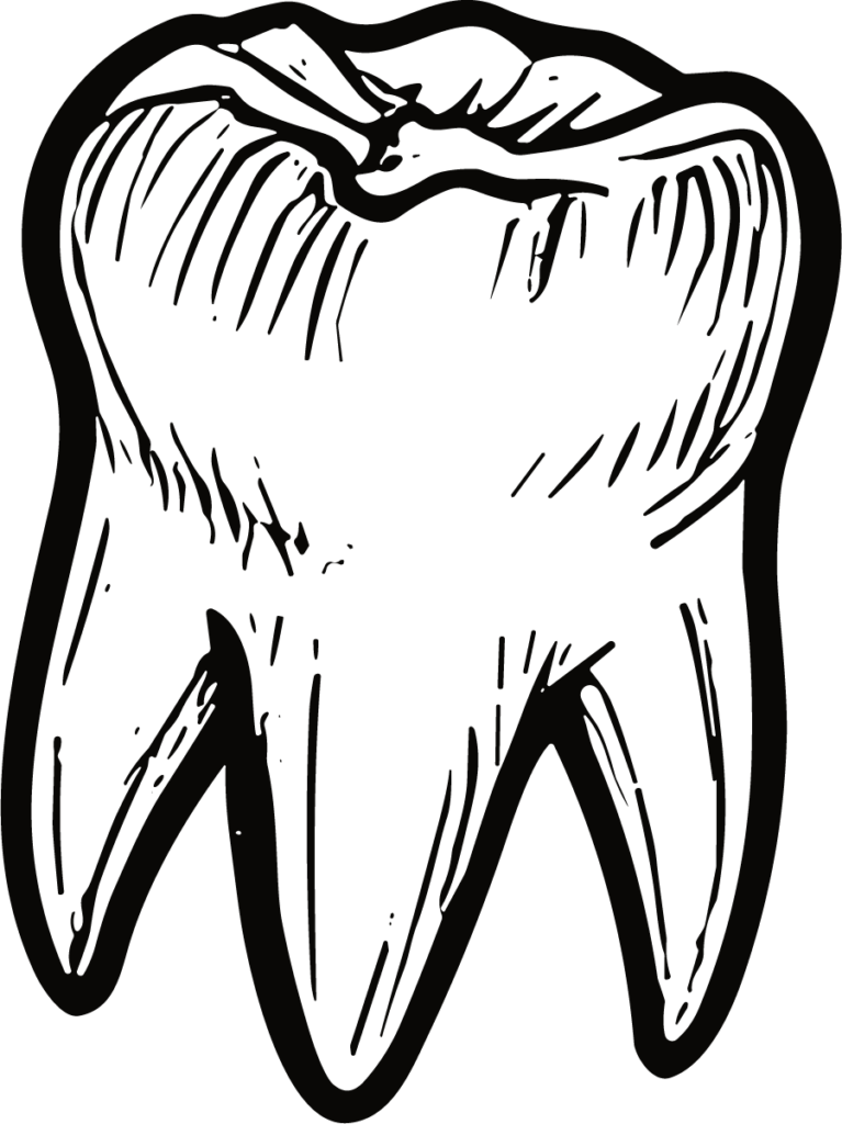 Tooth Molar SVG Bold Sketch Vector