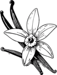 Vanilla Flower Botanical Line Sketch Vector