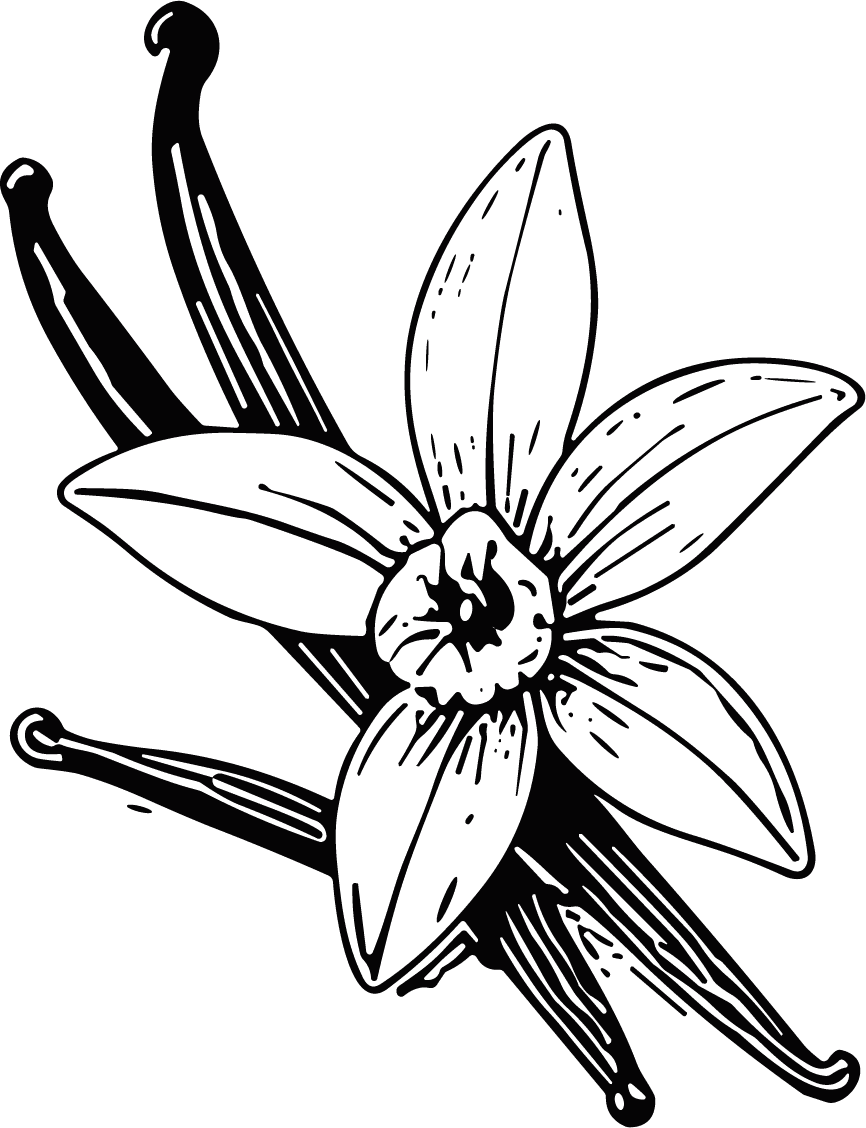 Vanilla Flower Botanical Line Sketch Vector - Image 1