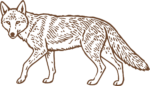 Walking Fox SVG Etched Detail Vector