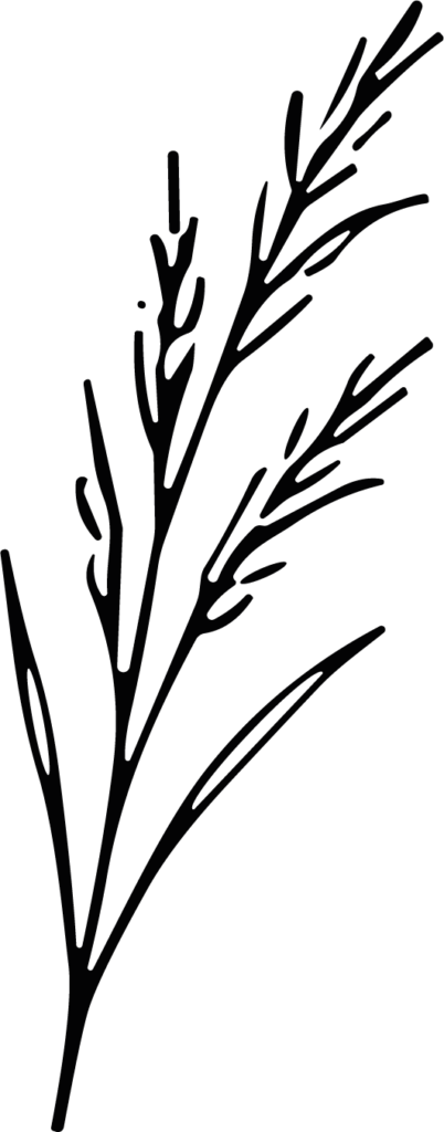 Wheat Stalk SVG Flowing Botanical Vector