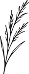 Wheat Stalk SVG Flowing Botanical Vector