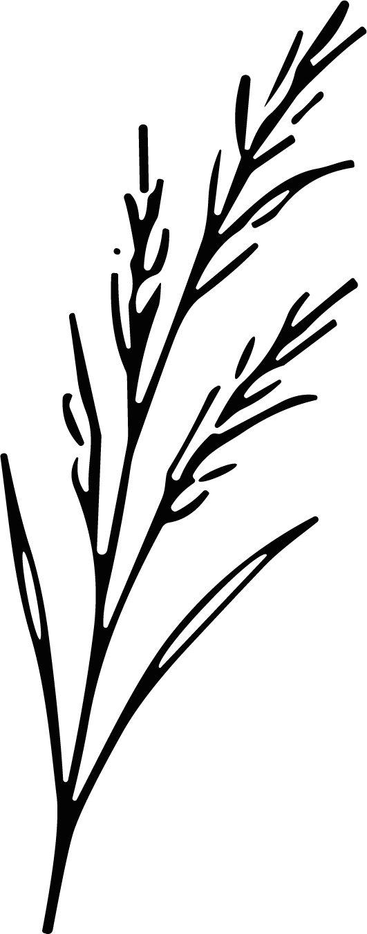 Wheat Stalk SVG Flowing Botanical Vector - Image 1