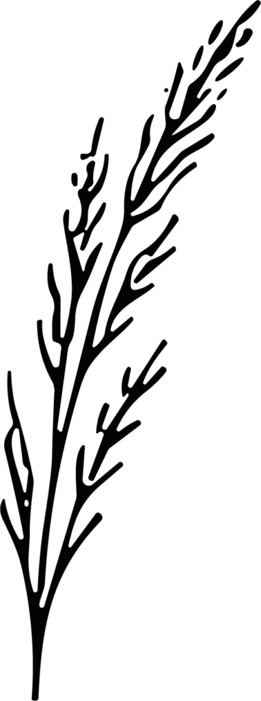 Wheat Stalk SVG Delicate Botanical Vector