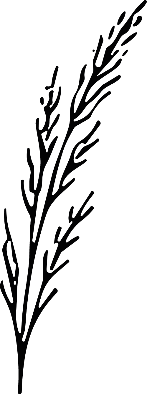Wheat Stalk SVG Delicate Botanical Vector - Image 1