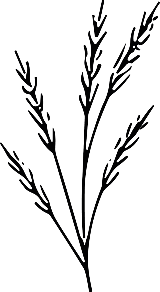 Wheat Stalks SVG Delicate Botanical Vector