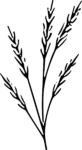 Wheat Stalks SVG Delicate Botanical Vector