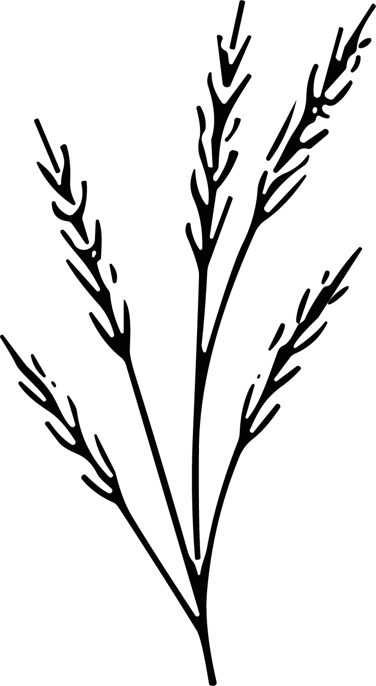 Wheat Stalks SVG Delicate Botanical Vector - Image 1