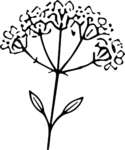 Wildflower Umbel SVG Delicate Botanical Sketch Vector