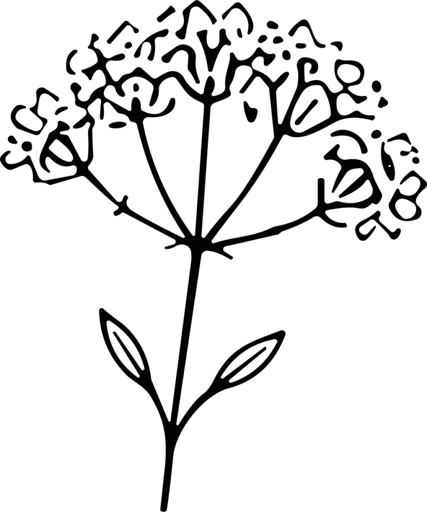 Wildflower Umbel SVG Delicate Botanical Sketch Vector