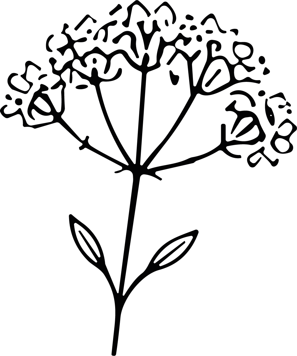 Wildflower Umbel SVG Delicate Botanical Sketch Vector - Image 1
