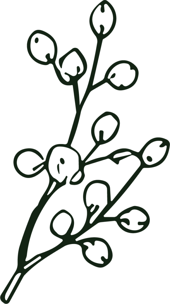 Willow Branch SVG Botanical Sketch Vector