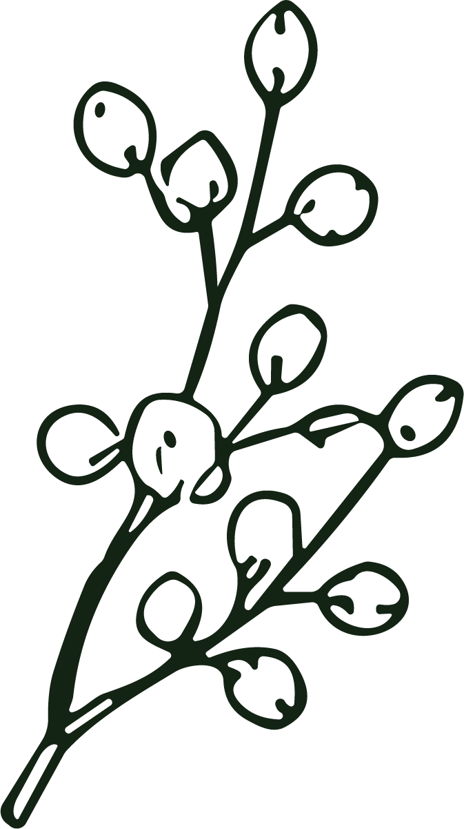 Willow Branch SVG Botanical Sketch Vector - Image 1