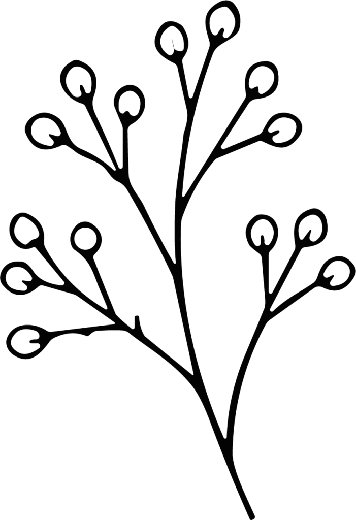 Willow Branch SVG Delicate Outline Vector