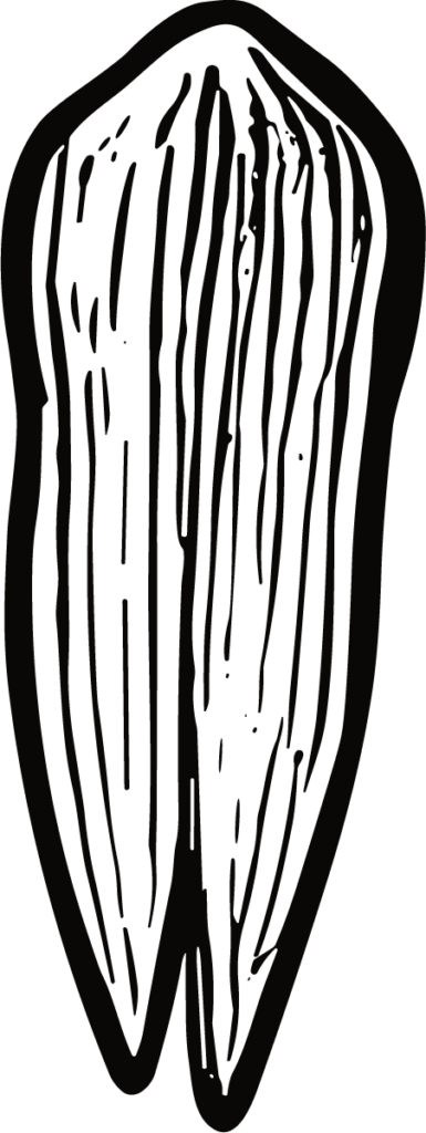 Wood Plank SVG Engraved Grain Vector