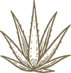 Agave Plant SVG Rustic Botanical Vector