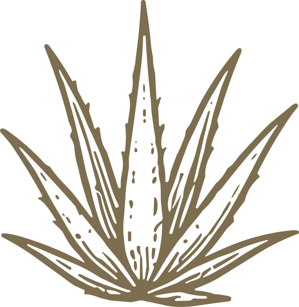Agave Plant SVG Rustic Botanical Vector