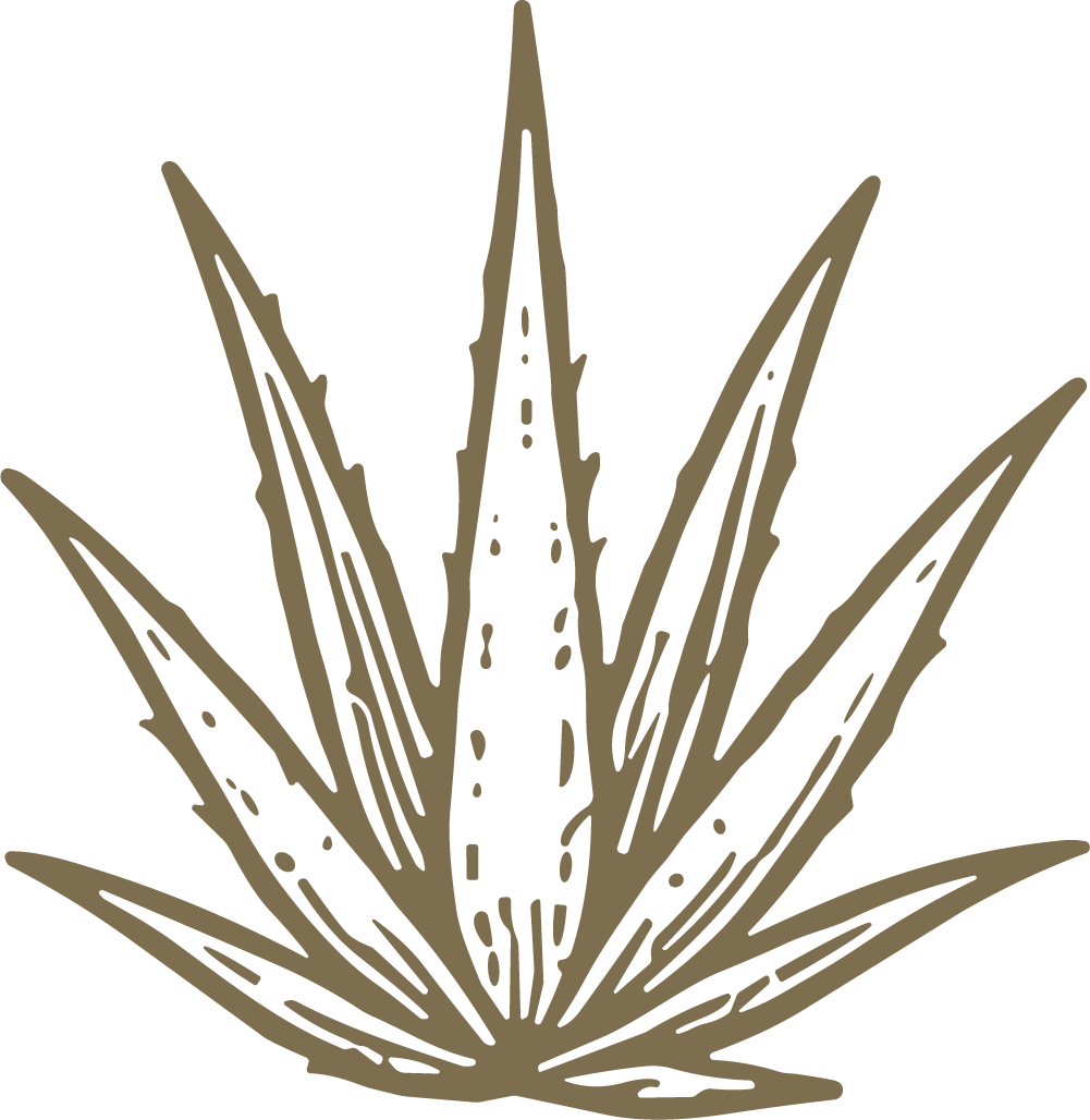 Agave Plant SVG Rustic Botanical Vector - Image 1