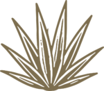 Agave Plant SVG Rustic Botanical Vector