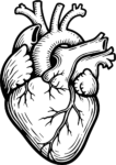 Anatomical Heart SVG Detailed Line Art Vector