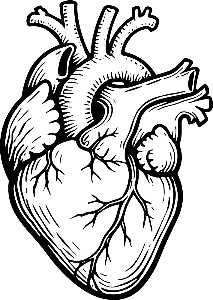 Anatomical Heart SVG Detailed Line Art Vector