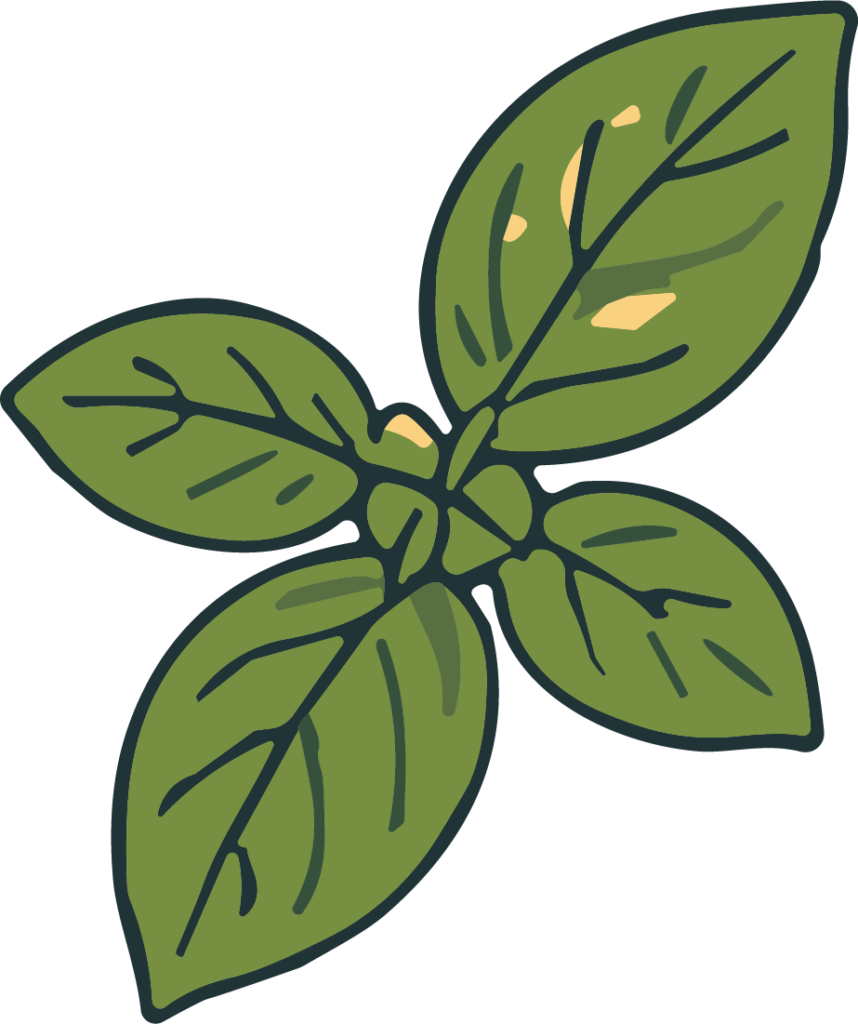 Basil Leaves SVG Rustic Sketch Vector
