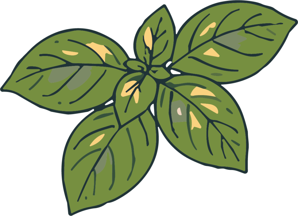 Basil Leaves SVG Rustic Botanical Vector
