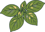 Basil Leaves SVG Rustic Botanical Vector