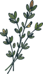 Botanical Branch SVG Rustic Foliage Vector