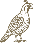 California Quail SVG Detailed Etching Vector