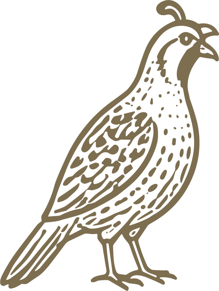 California Quail SVG Detailed Etching Vector