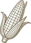 Corn Cob SVG Rustic Harvest Vector