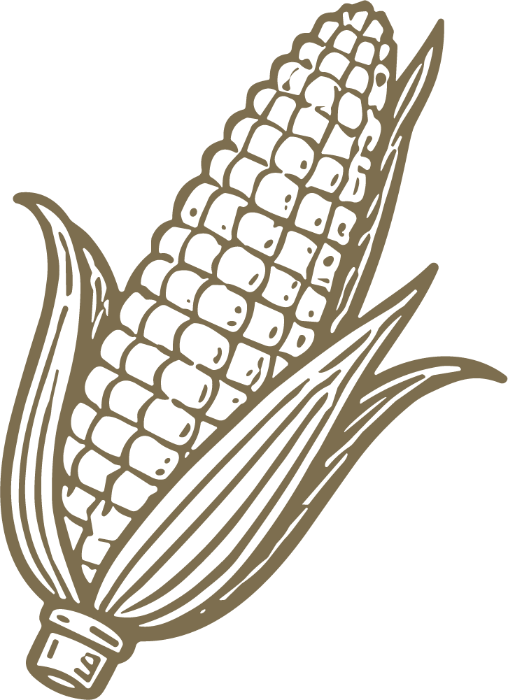 Corn Cob SVG Rustic Harvest Vector