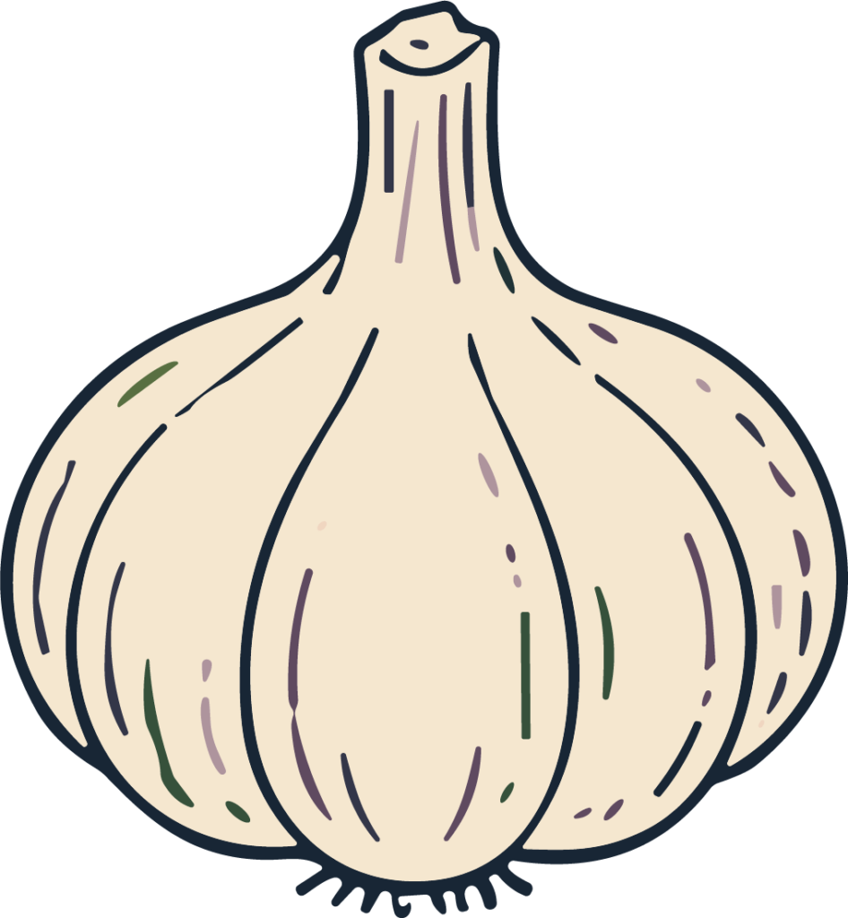 Garlic Bulb SVG Rustic Sketch Vector