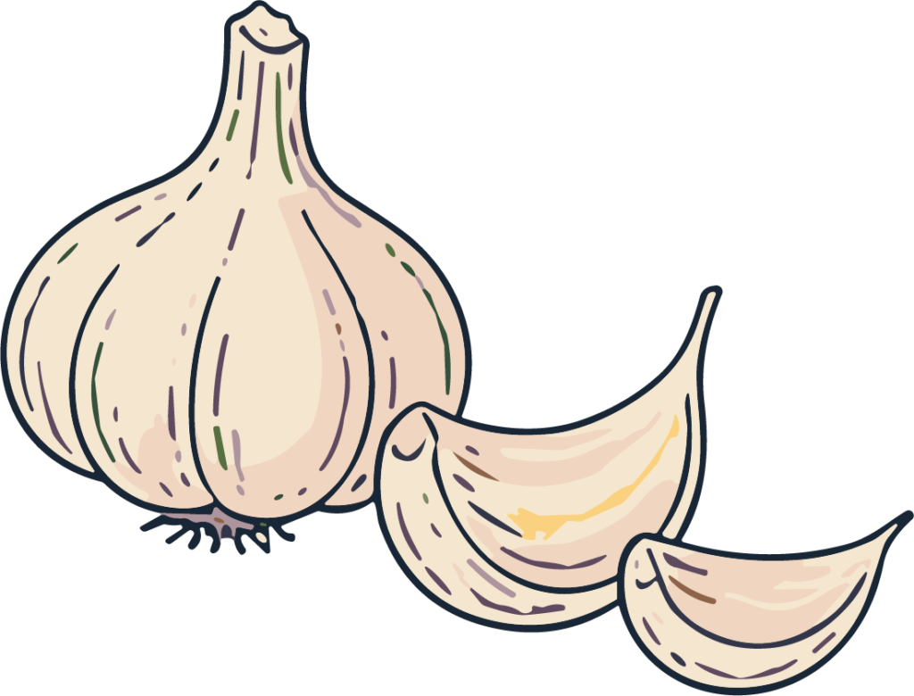 Garlic Bulb SVG Rustic Sketch Vector