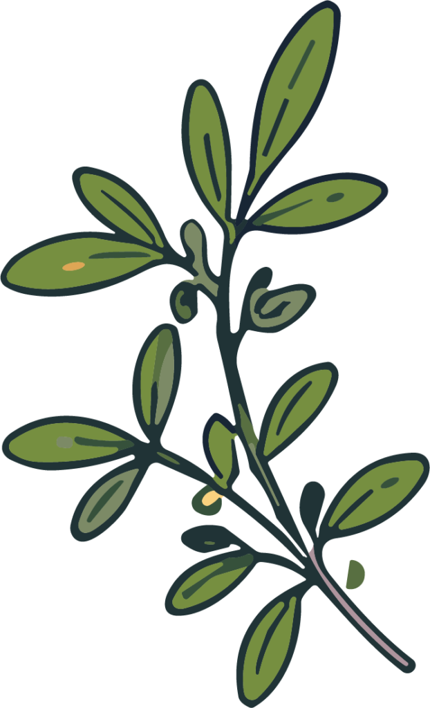 Olive Branch SVG Rustic Botanical Vector