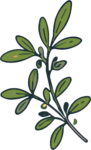 Olive Branch SVG Rustic Botanical Vector