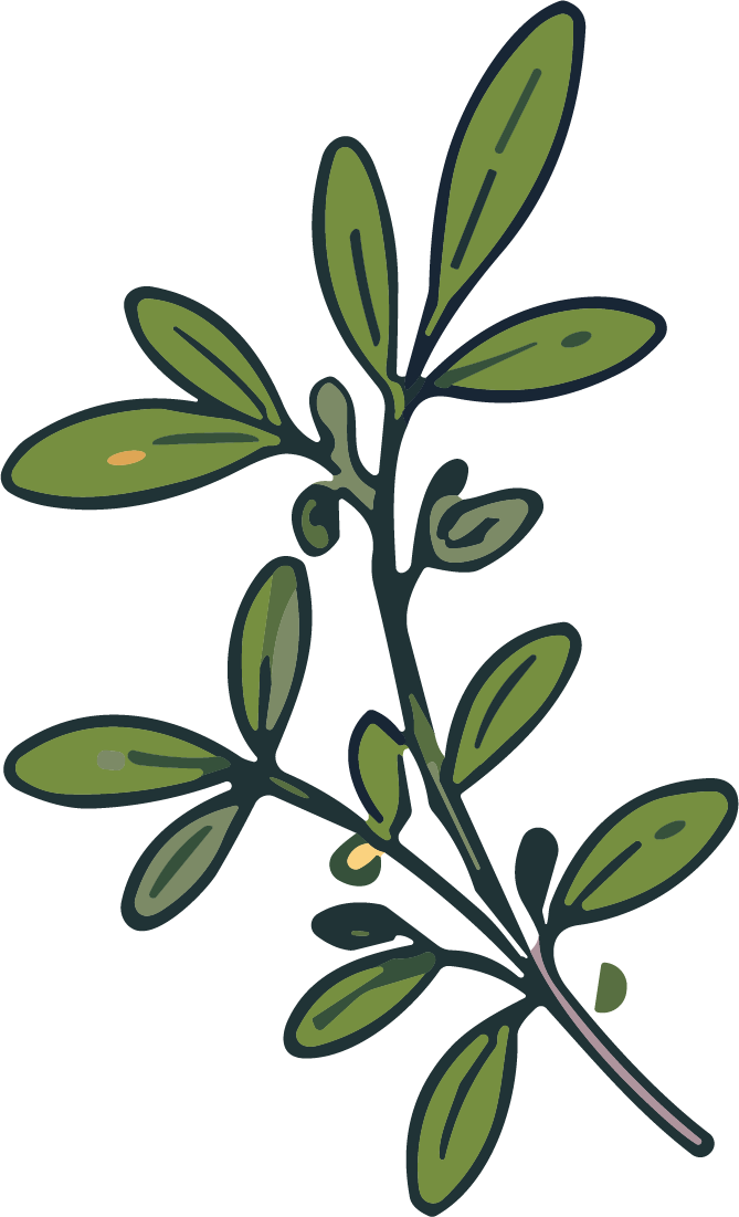 Olive Branch SVG Rustic Botanical Vector - Image 1