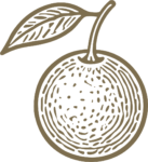 Orange Fruit SVG Textured Line Art Vector
