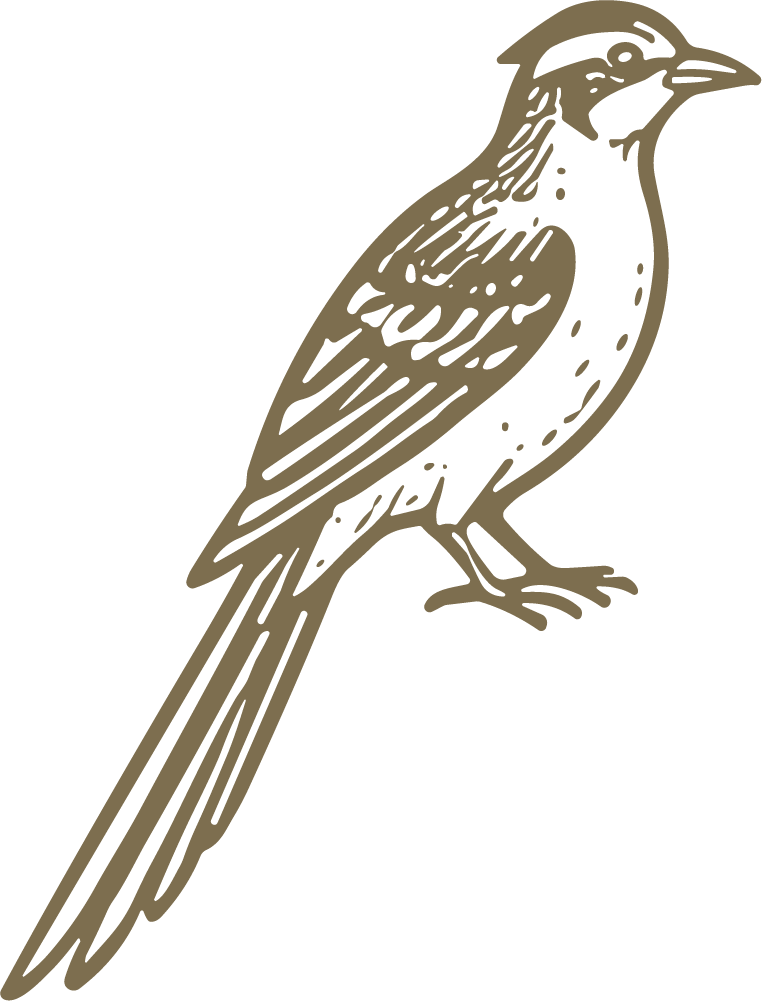 Roadrunner Bird SVG Detailed Etching Vector