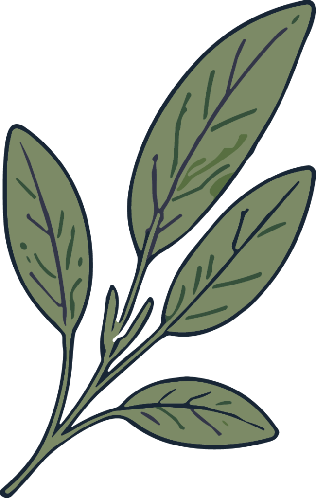 Sage Leaves Branch SVG Rustic Botanical Vector
