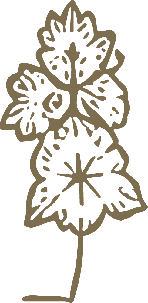 Wildflower Sketch SVG Delicate Botanical Vector